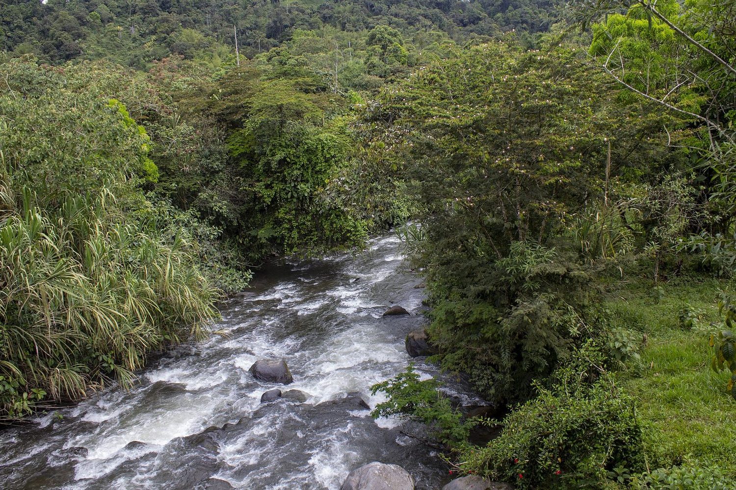 Río y bosque nublado en Mindo
